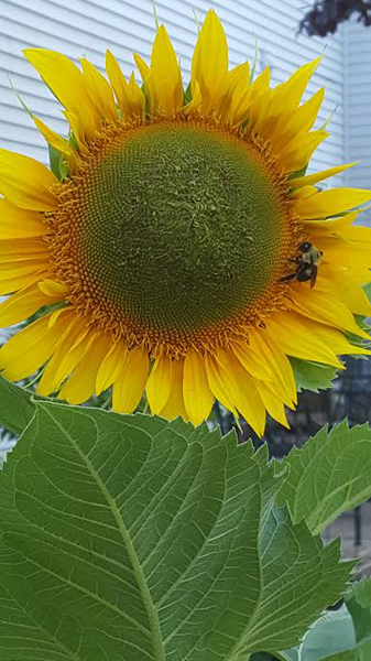 Sunflower with Bee