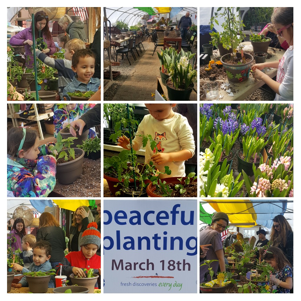 Horticultural Therapy Peaceful Planting Alstede Farms Photo Collage