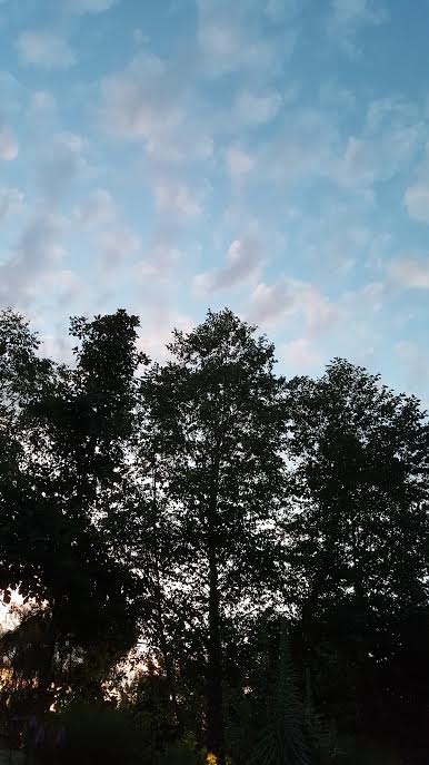 Plantscaping Gallery Evening Sky