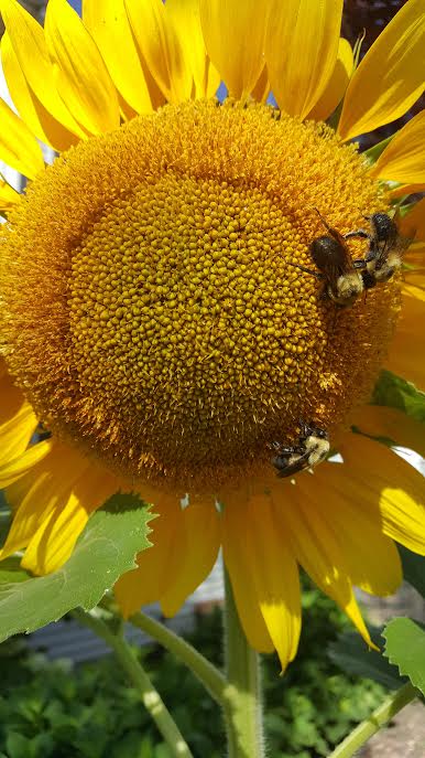 Sunflower with Bees