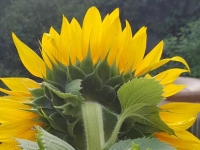 Sunflower Reverse
