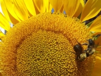 Sunflower with Bees