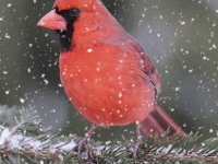 Dececember photo 2 cardinal